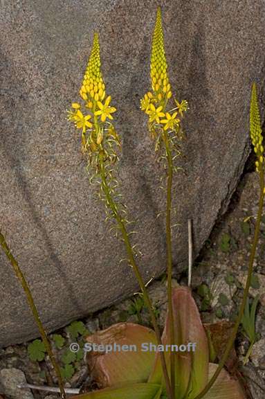 bulbine latifolia 1 graphic